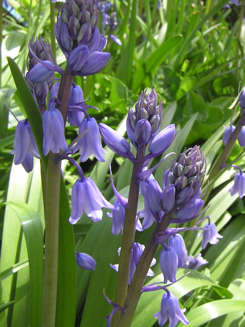 زنگوله آبی اسپانیایی